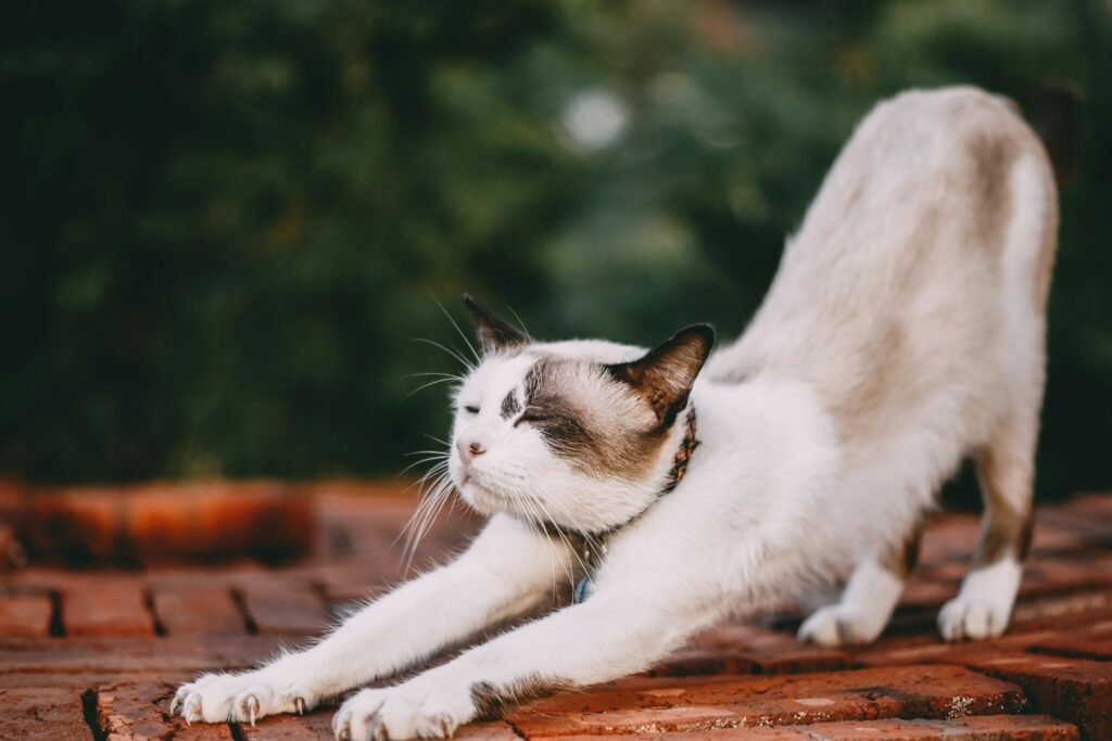 cats resting