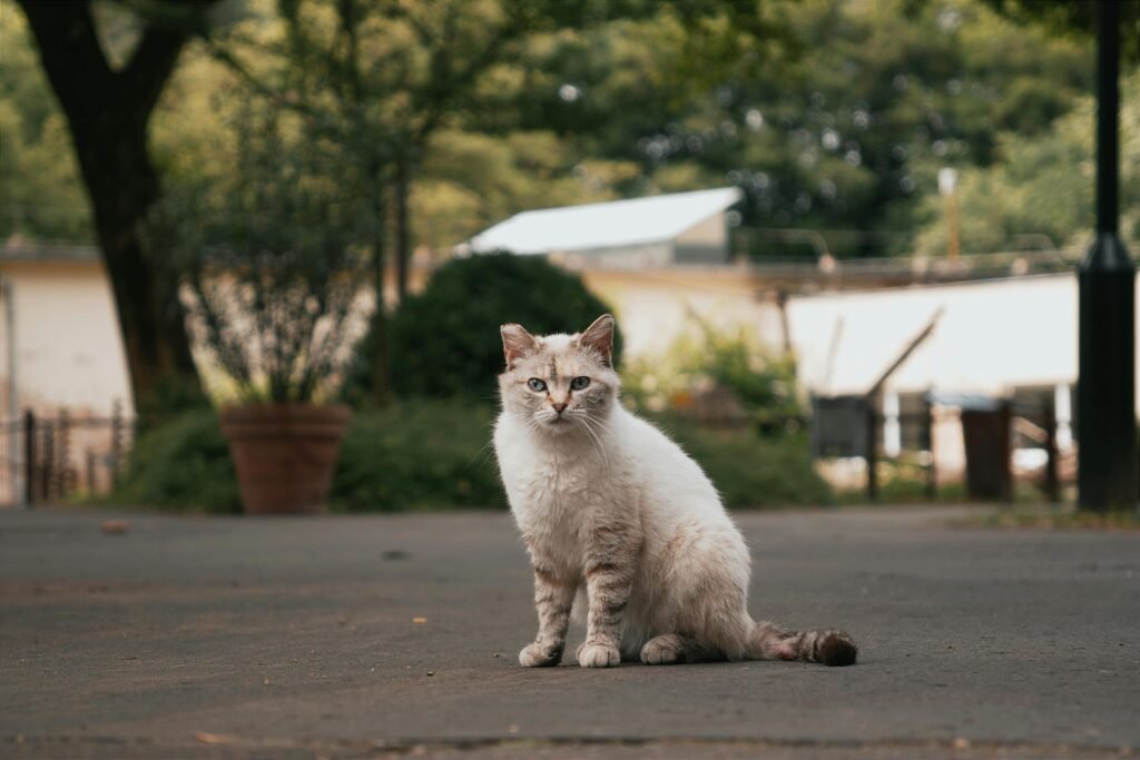 Bulk cat litter