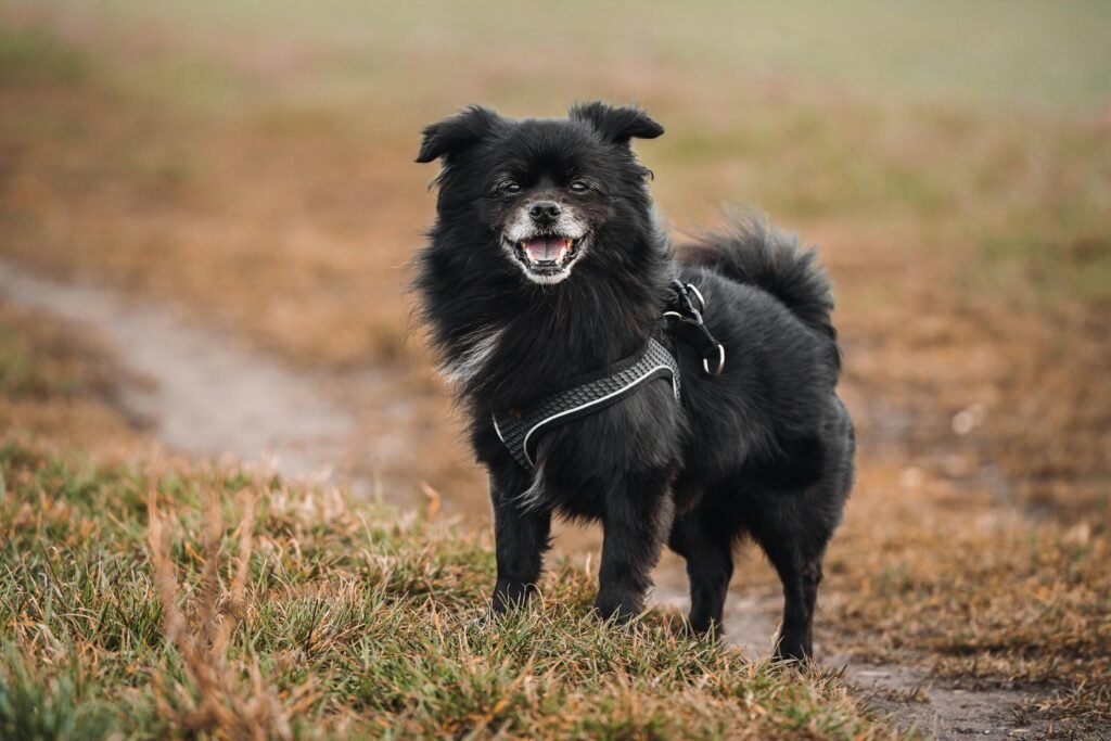 dog pee pads