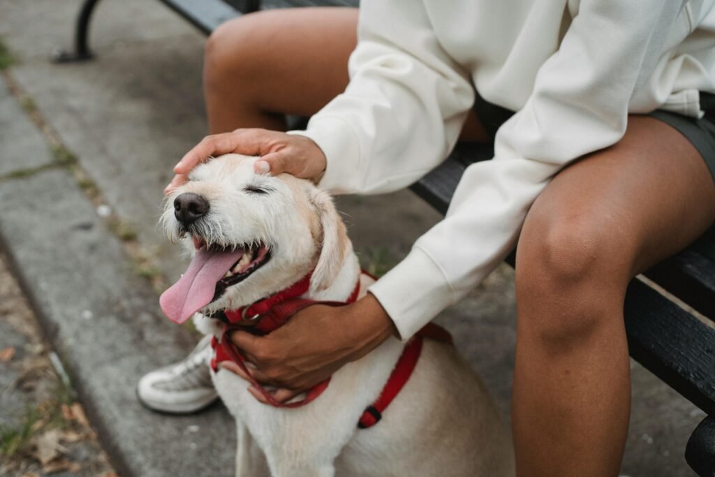 shock collar and training collar